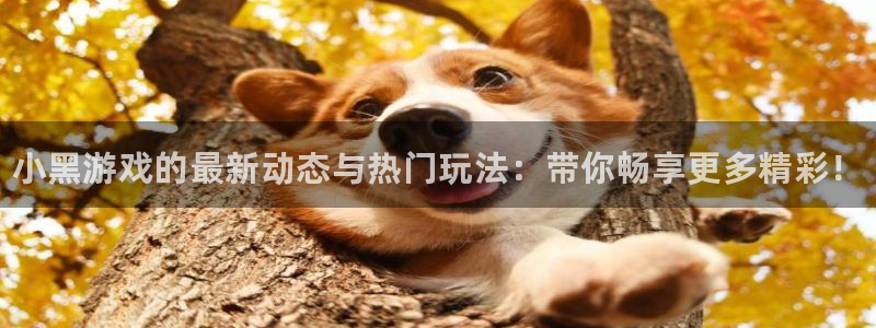 长征娱乐网页登录入口官网：小黑游戏的最新动态与热门玩法：带你